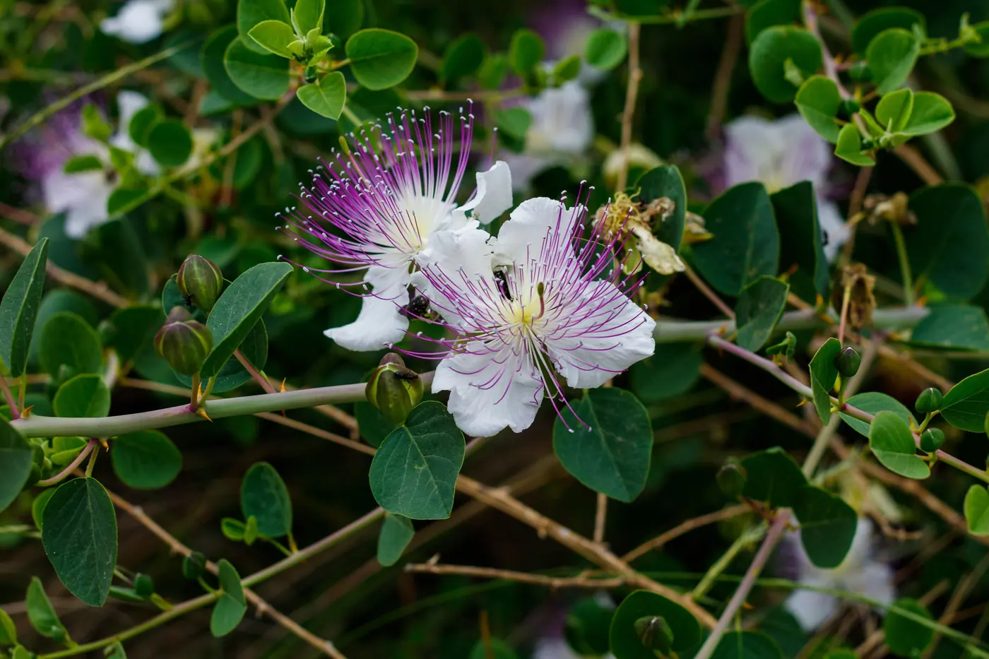 A caper flower in bloom, white petals and long violet stamens, against green foliage