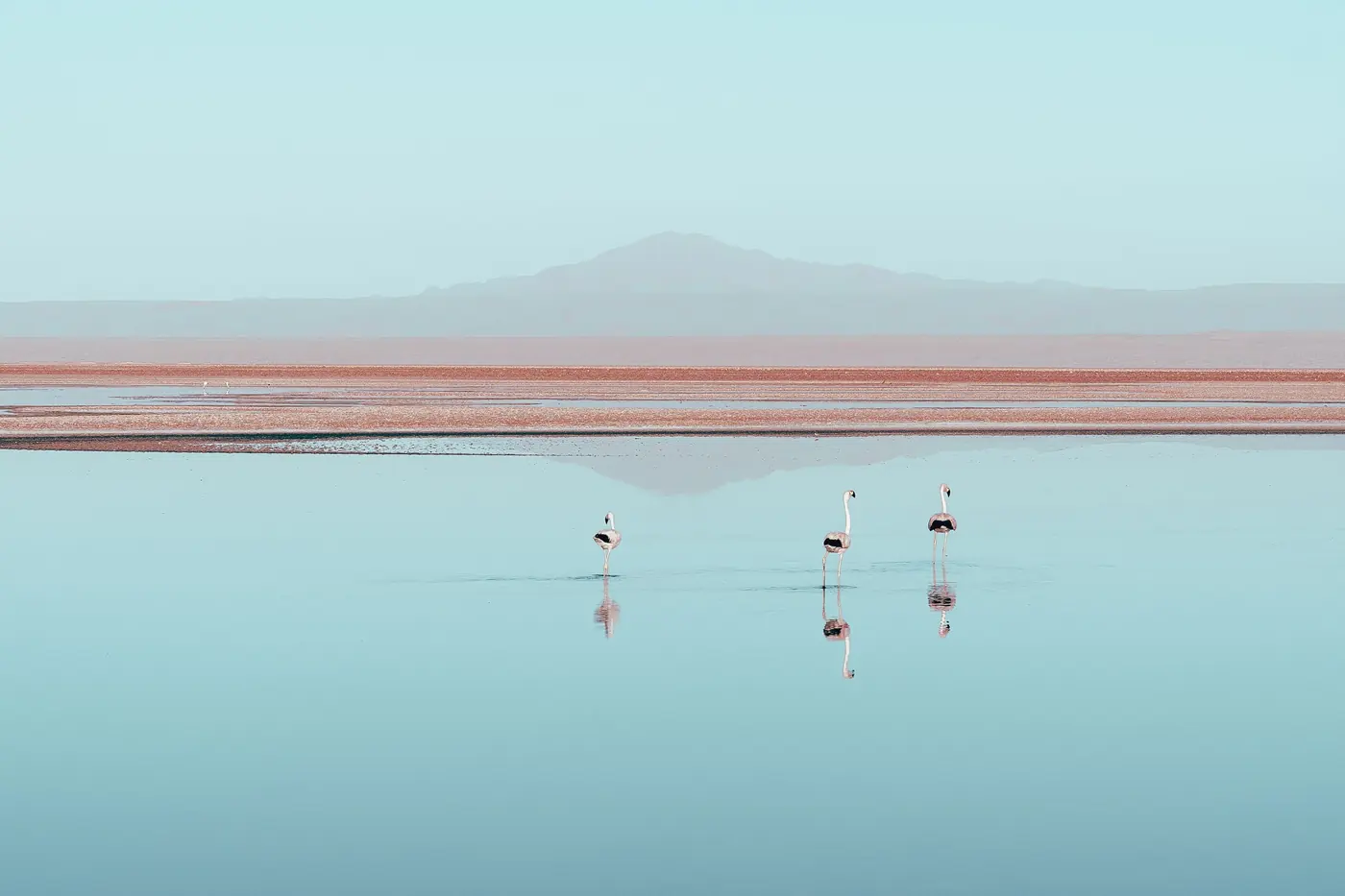 Salt crystal at the edge of a brine pool at Chaxa with a flamingo beyond