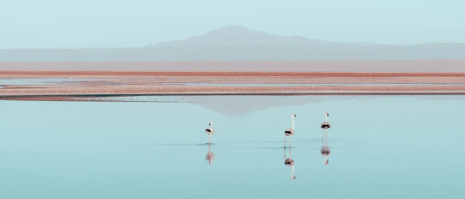 Salt crystal at the edge of a brine pool at Chaxa with a flamingo beyond