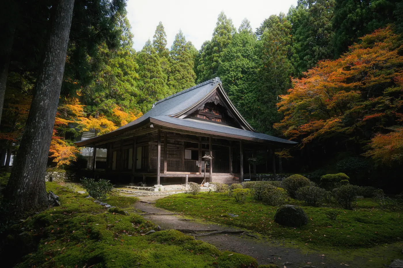 A small timber temple hall with a tiled hip-and-gable roof on a moss floor scattered with fallen leaves