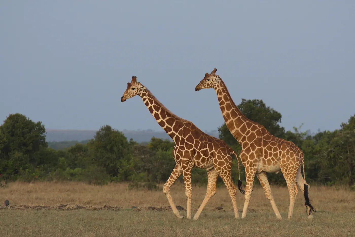 A reticulated giraffe browsing whistling-thorn acacia on the Laikipia plateau