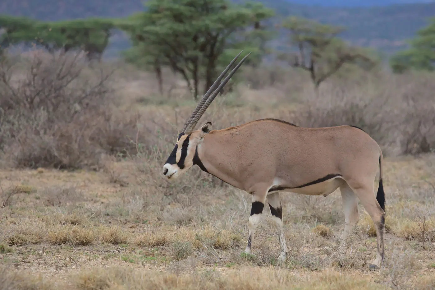 Beisa oryx standing in gold grassland below the Laikipia escarpment