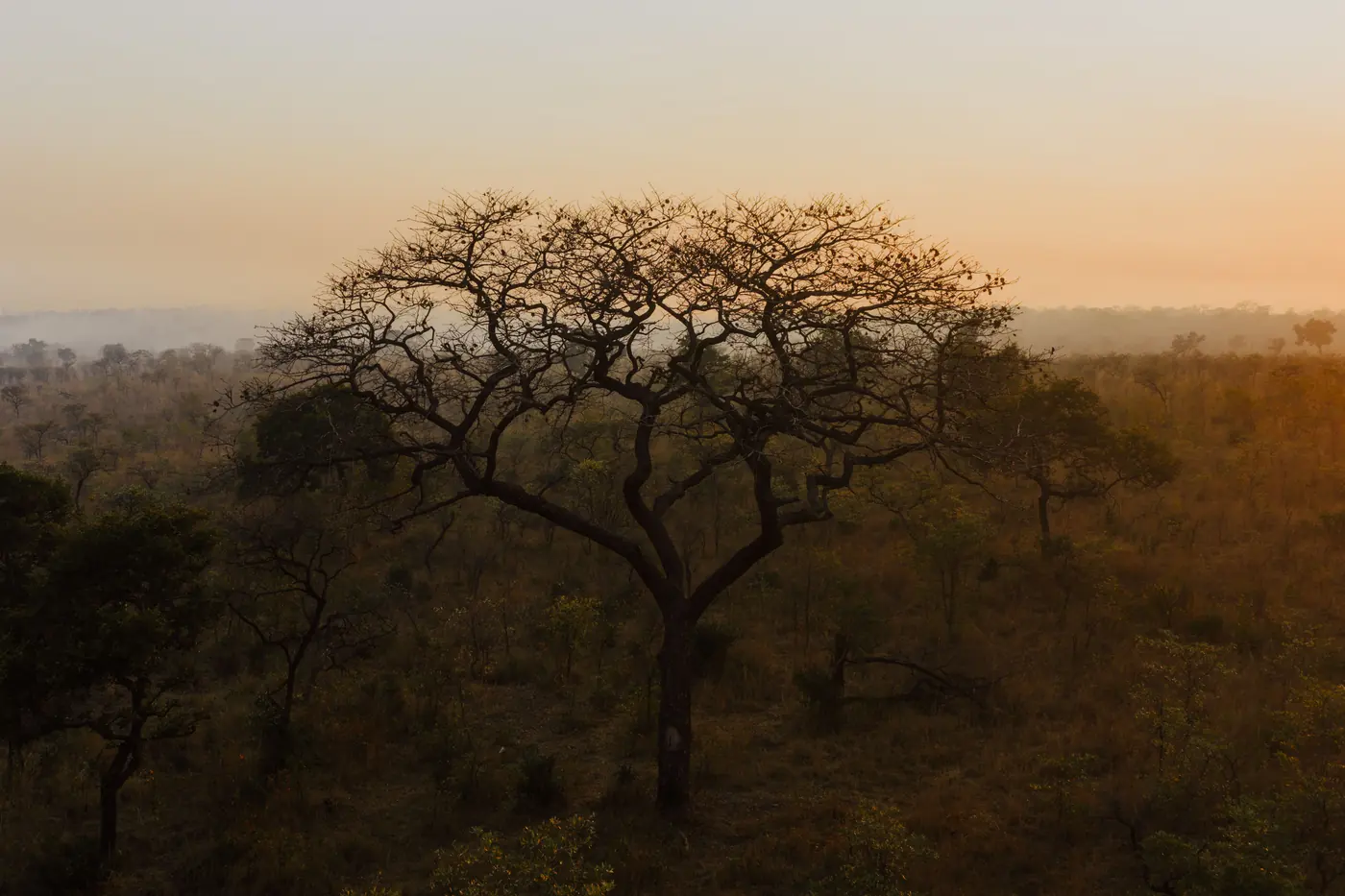 A broad flat-crowned bare tree standing over dry bush country in dust haze at sunrise