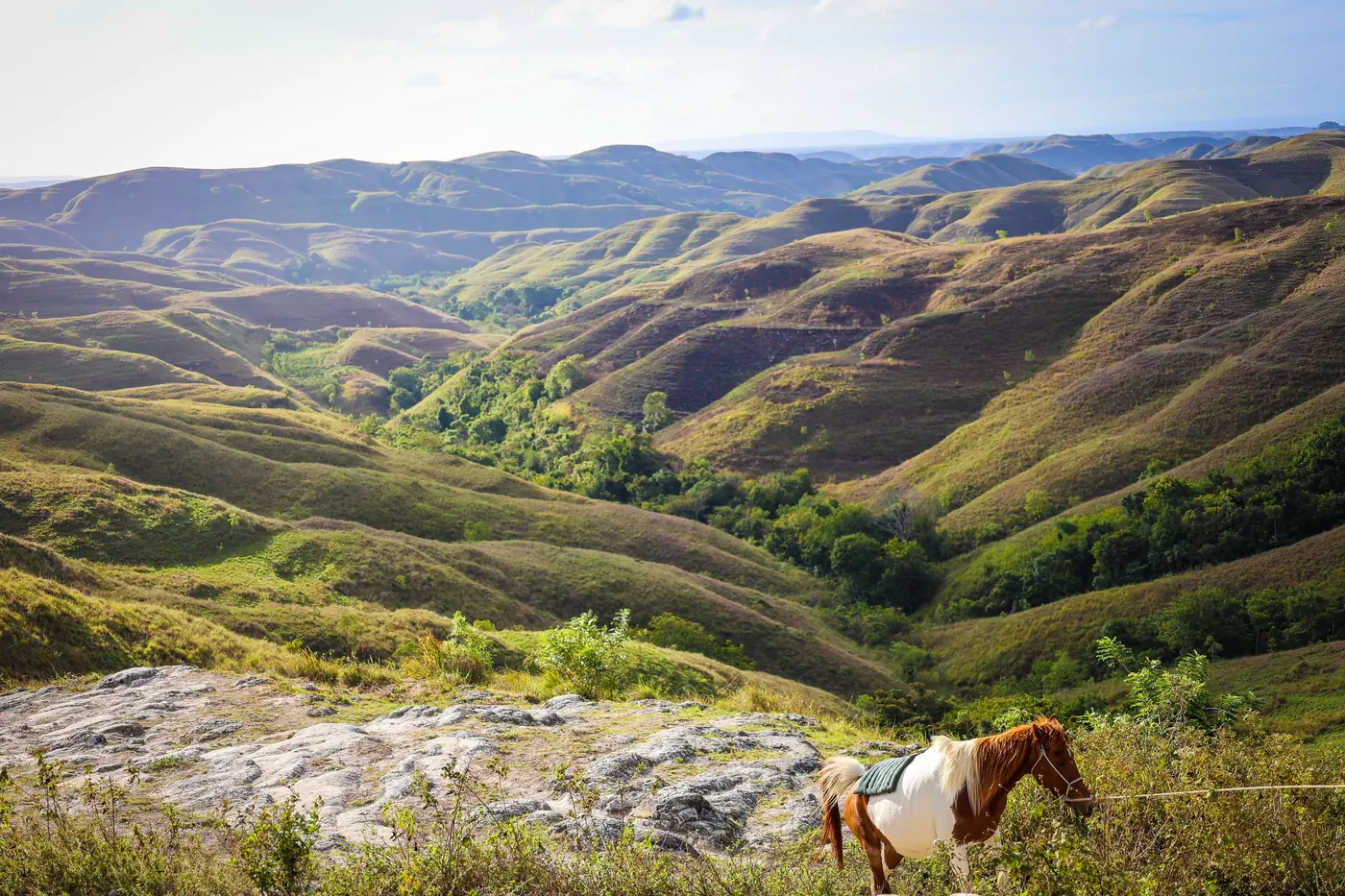 Dry gold grass hills rolling down toward the sea, with a horse grazing on the slope