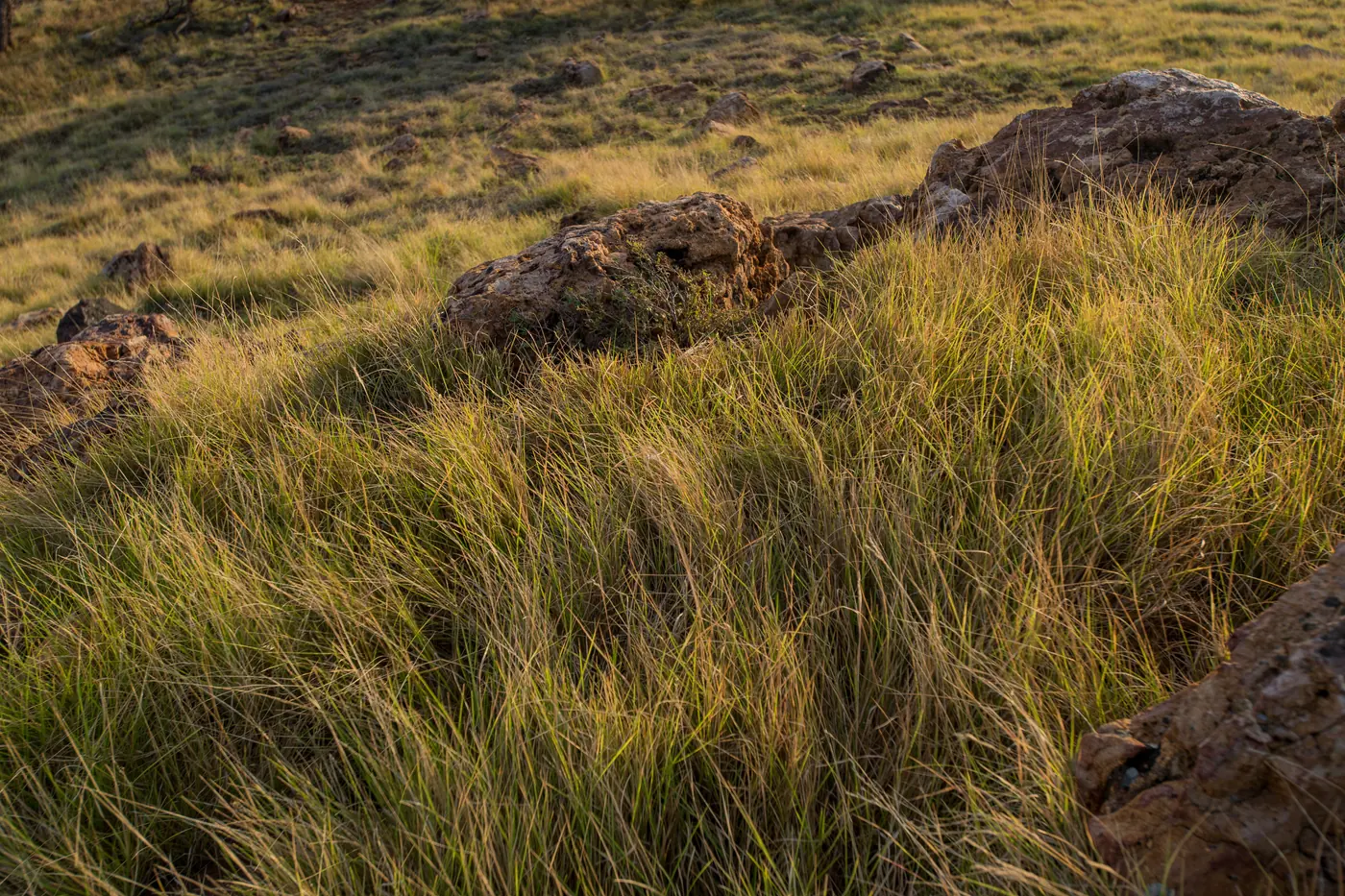 Tall dry grass bent by wind over pale limestone outcrops on a hillside in low evening light