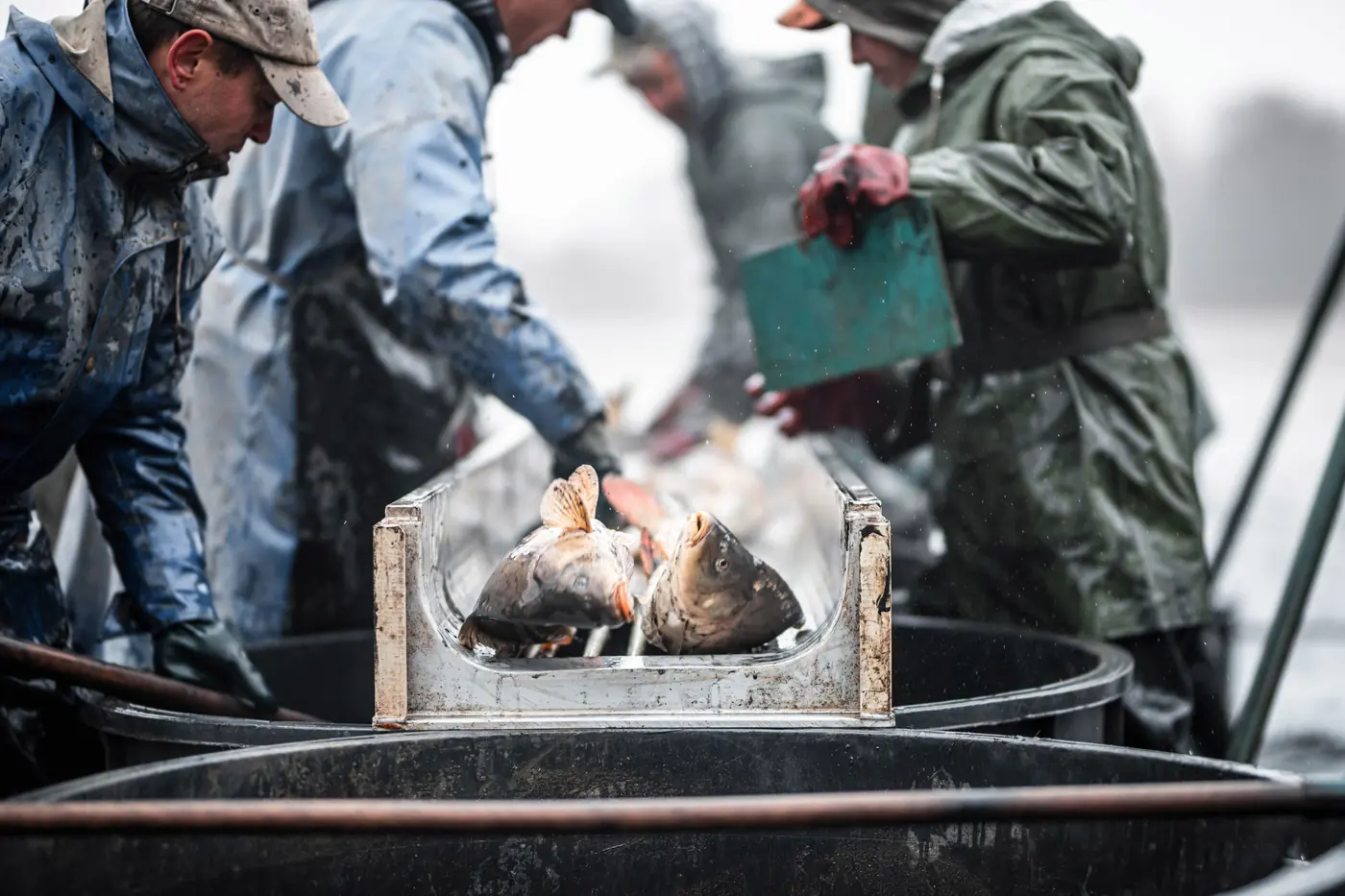 Four fishermen in soaked oilskins working around a deck tub in driving sleet, two pale cod in a crate
