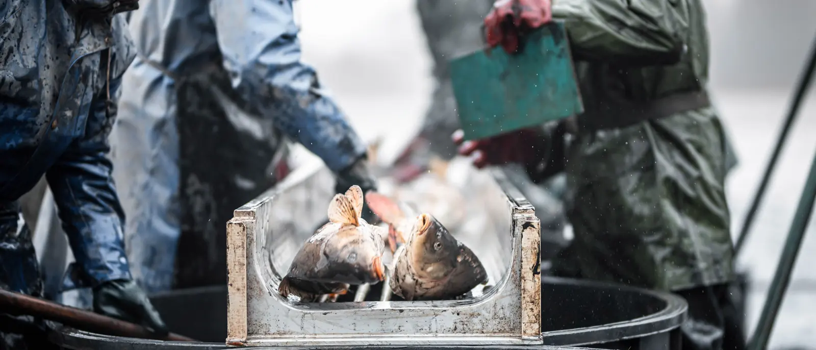 Four fishermen in soaked oilskins working around a deck tub in driving sleet, two pale cod in a crate