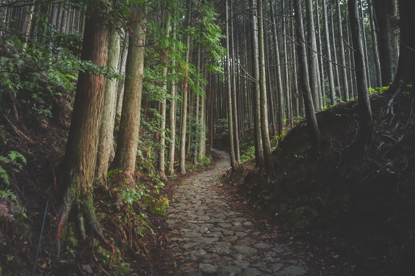 Irregular flat paving stones edged with moss climbing through a plantation of limbed cedar in flat green light