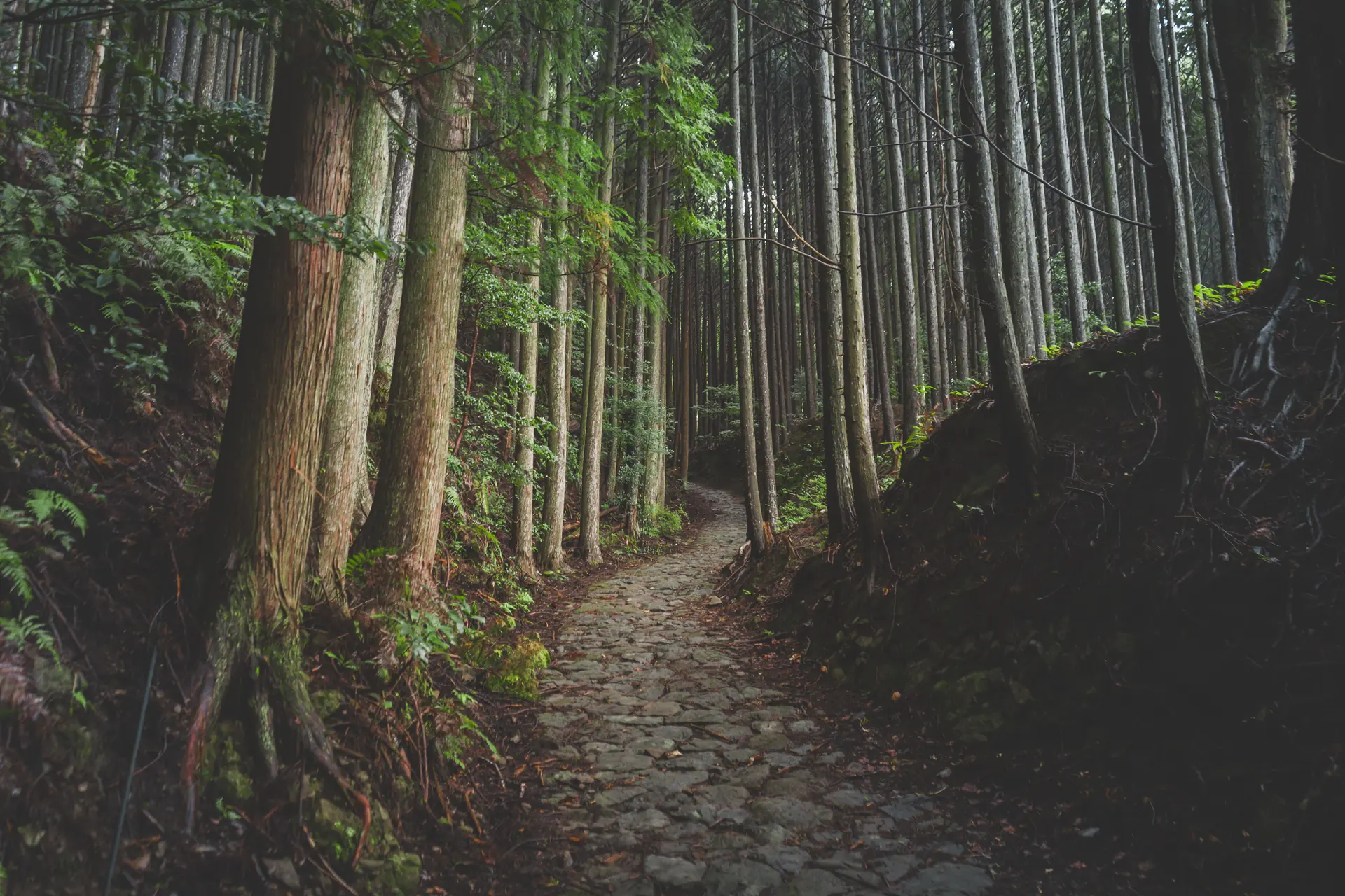 Irregular flat paving stones edged with moss climbing through a plantation of limbed cedar in flat green light