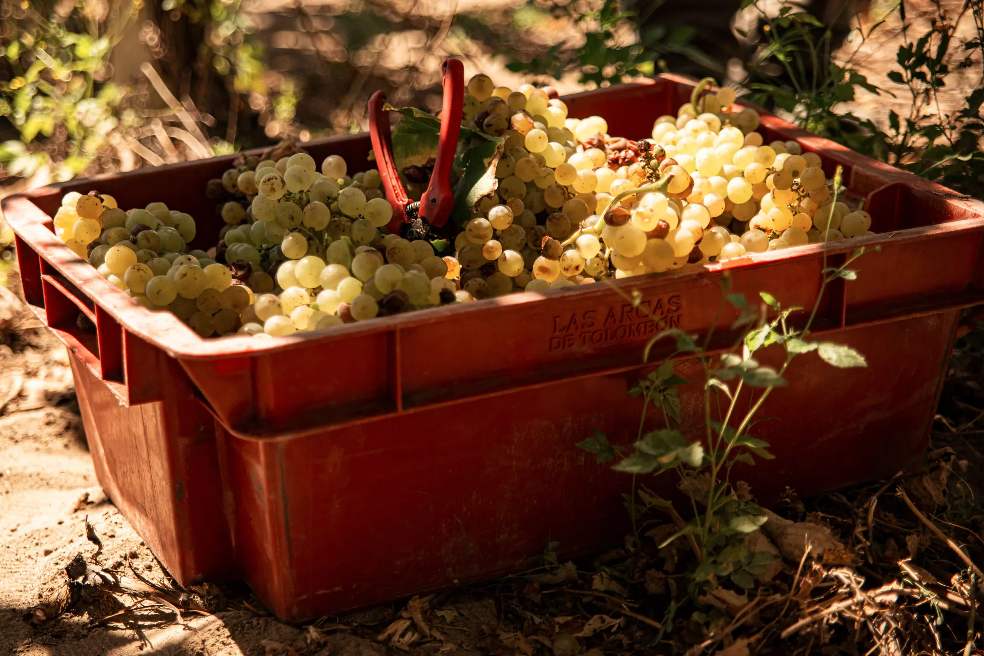 A red harvest crate of white grapes with secateurs laid on dusty ground in low raking sunlight