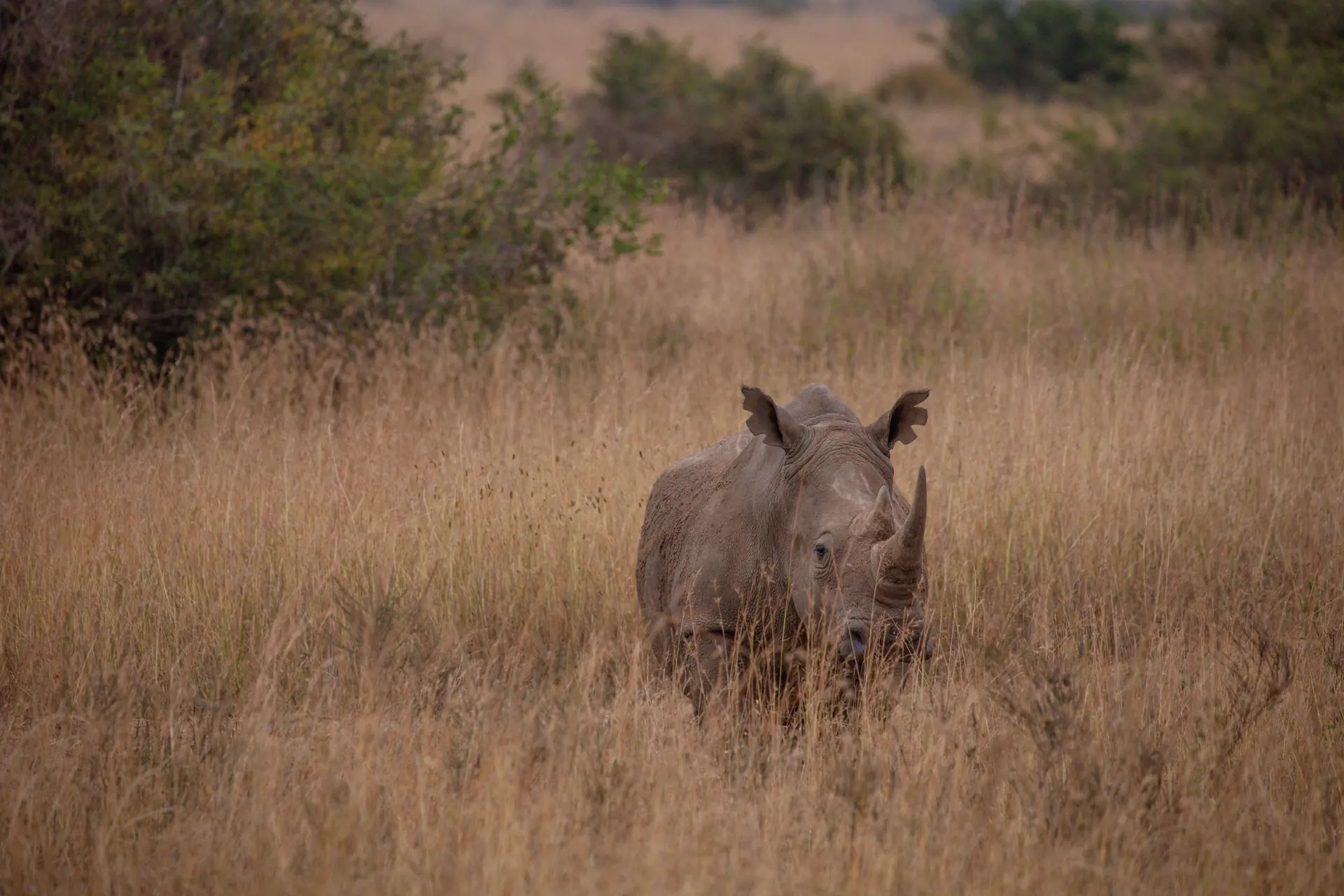 A rhino standing chest-deep in tall bleached dry-season grass, facing the camera, dry bush and trees behind