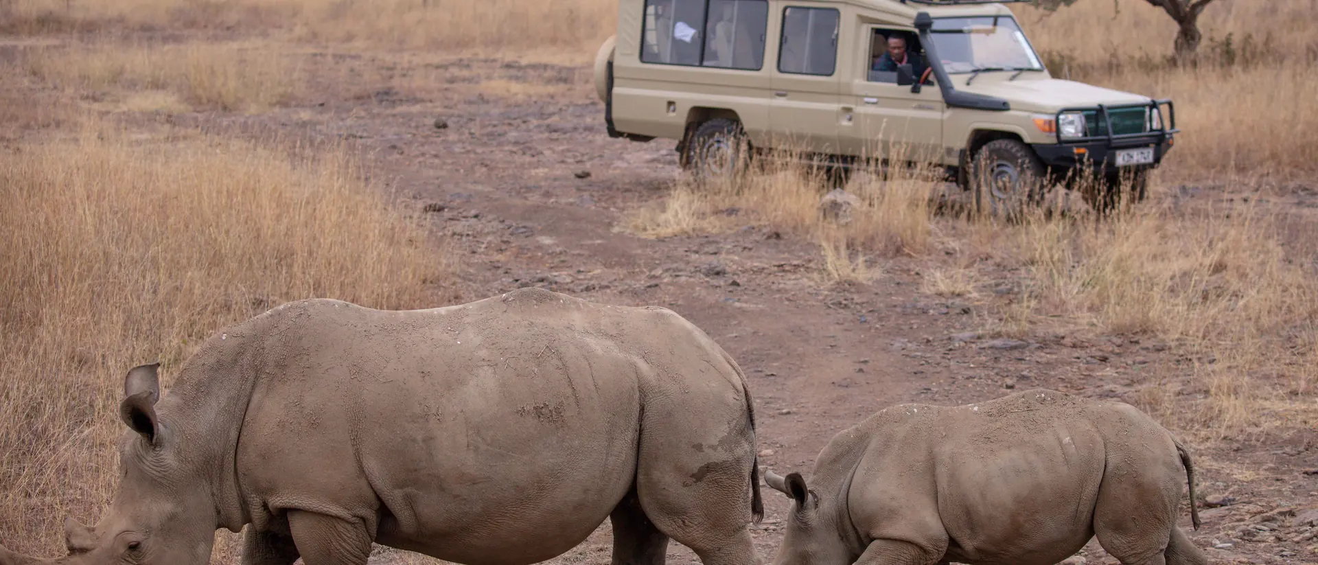 A rhino and her calf grazing on short grass and red earth, a safari vehicle on a track far beyond