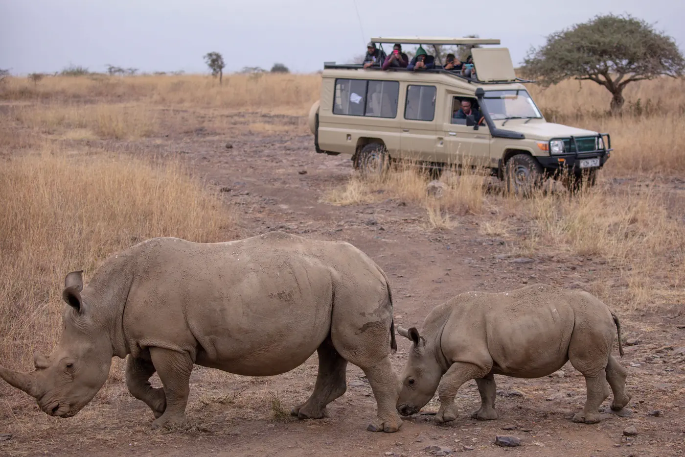 A rhino and her calf grazing on short grass and red earth, a safari vehicle on a track far beyond