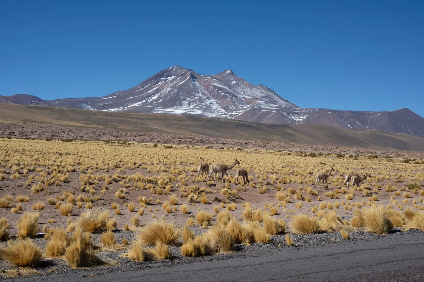 Six vicunas grazing on an ochre bunch-grass plain below a broad volcanic cone with snow in its gullies