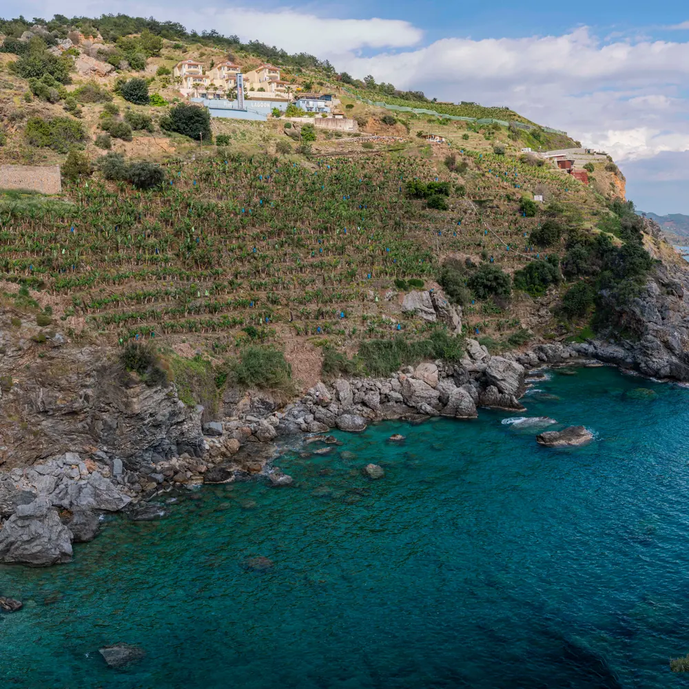 Drystone-terraced fruit trees stepping down a dry rock headland to a turquoise cove and a short shingle beach