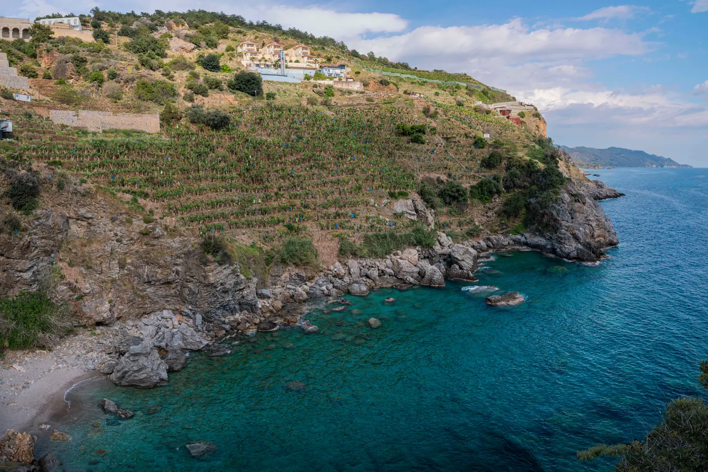 Drystone-terraced fruit trees stepping down a dry rock headland to a turquoise cove and a short shingle beach