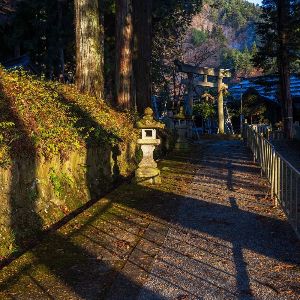 A stone path climbing between tall cedar trunks past a carved stone lantern to a plain timber torii