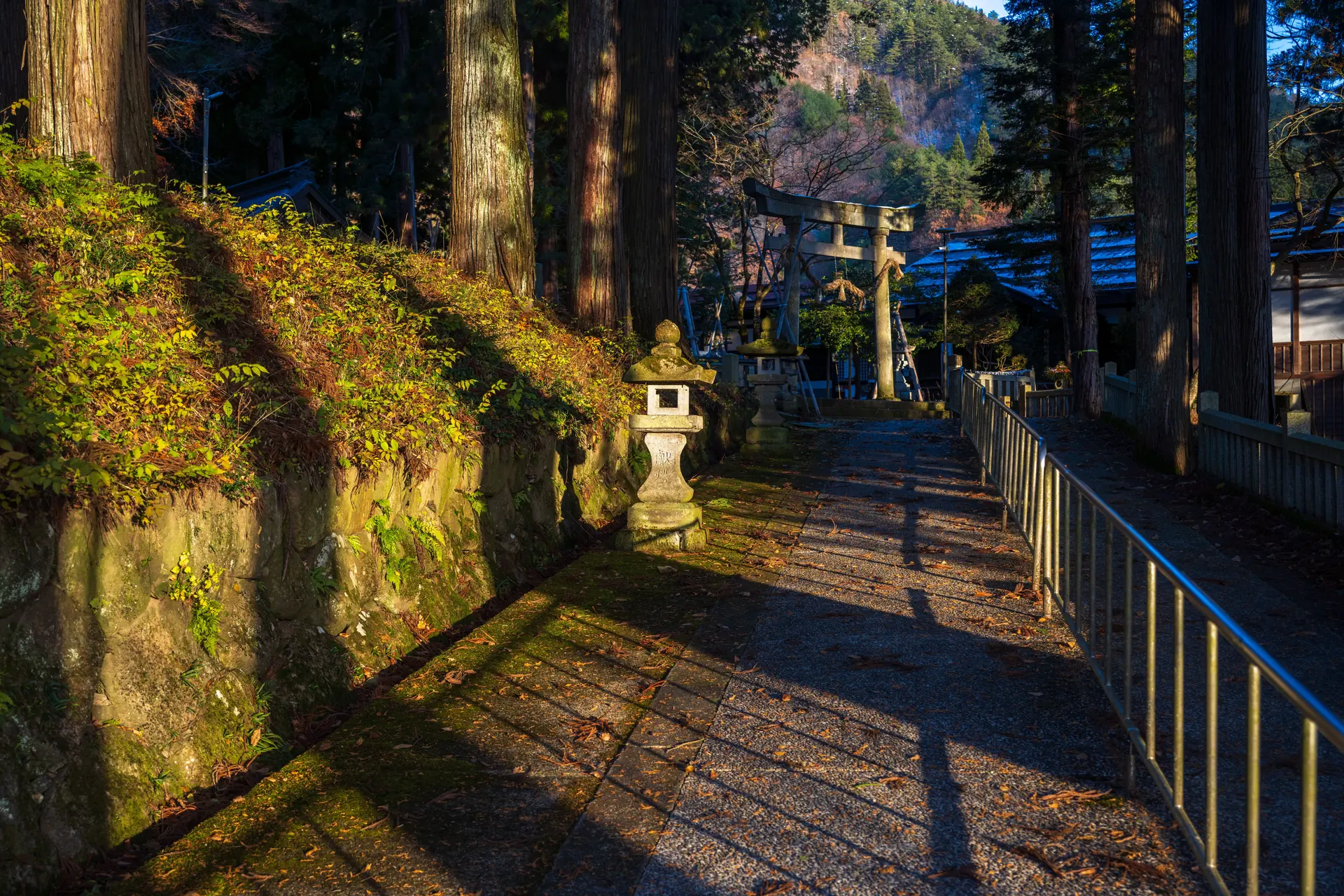 A stone path climbing between tall cedar trunks past a carved stone lantern to a plain timber torii