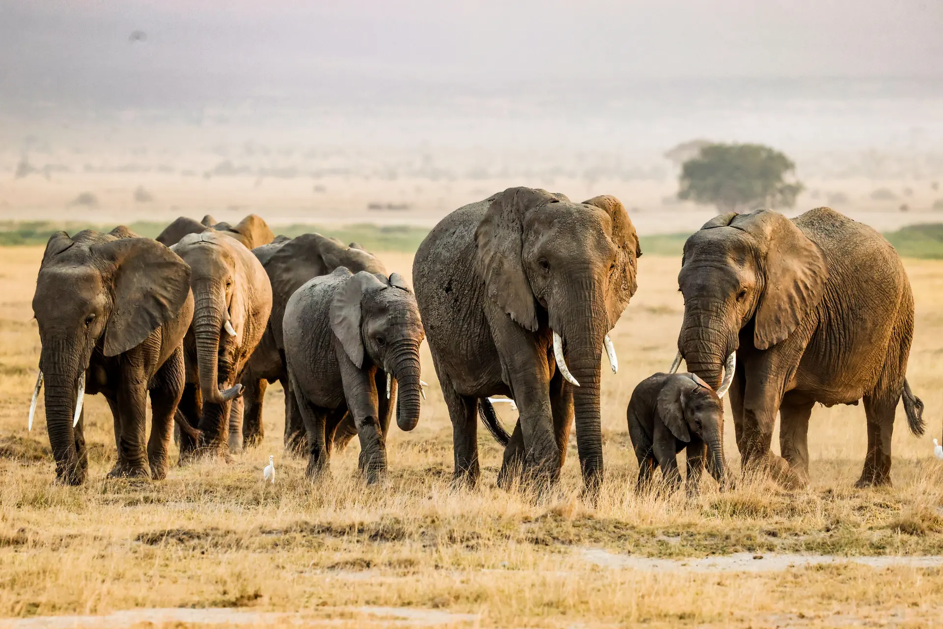 A herd of elephants walking toward the camera through short gold grass and dust haze in first light