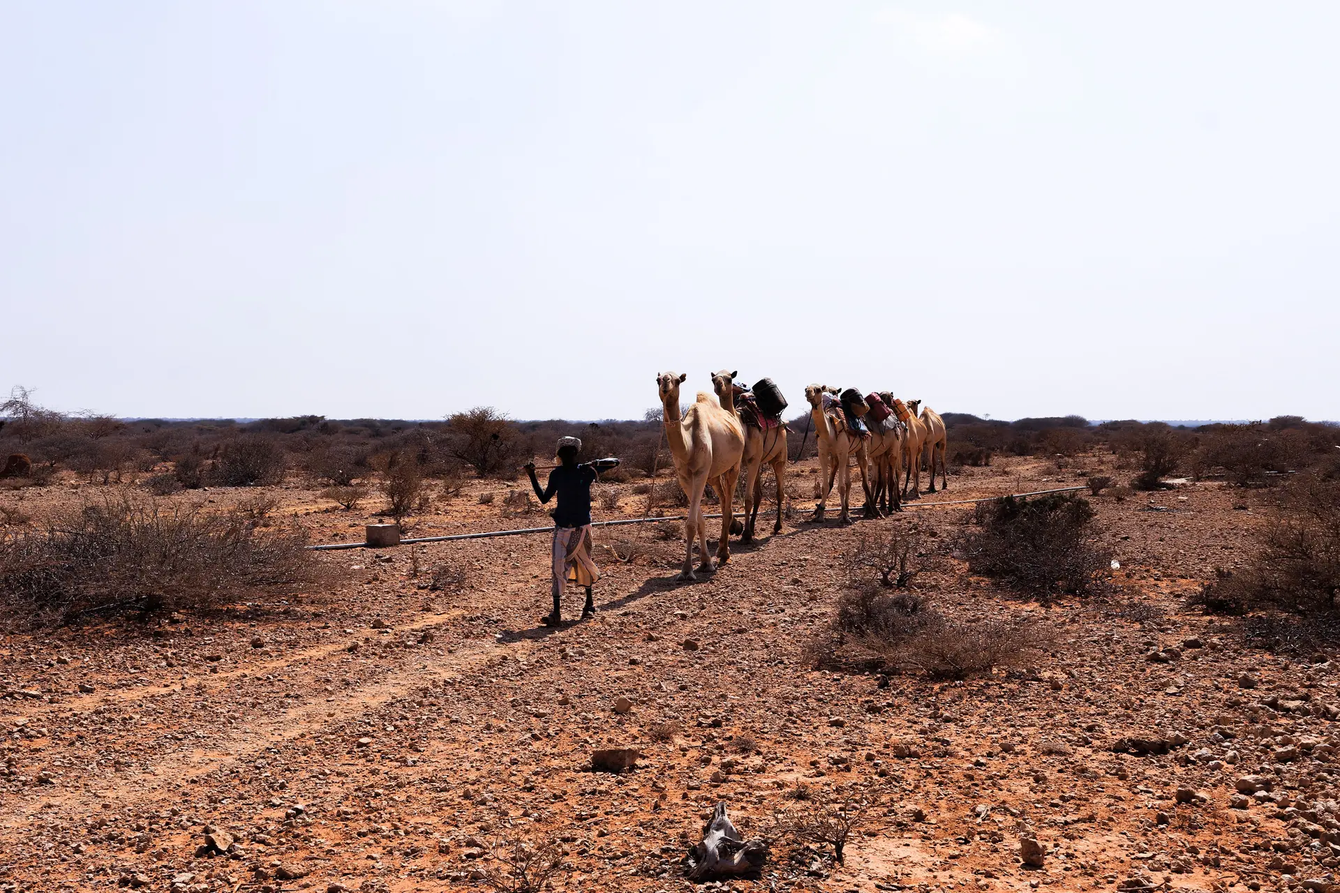 A handler on foot leads six loaded pack camels in single file along a red stony track through thorn scrub
